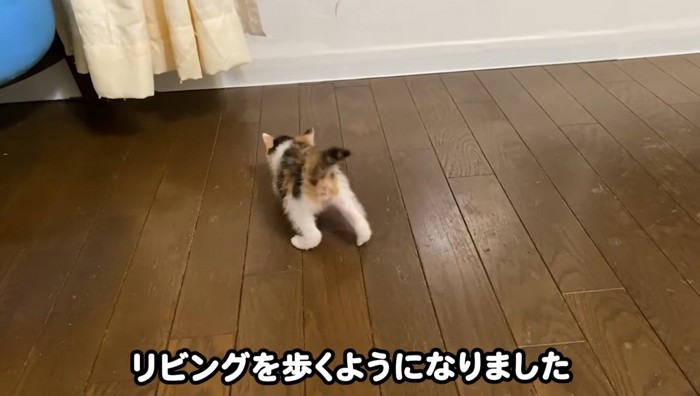 リビングを歩くミケ子猫