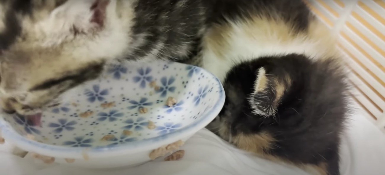 ご飯を食べている子猫と寝ている子猫
