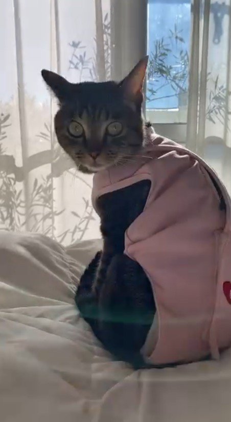 近づいて来た飼い主に視線を向ける猫