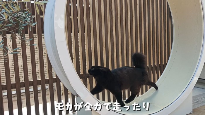キャットホイールと猫2