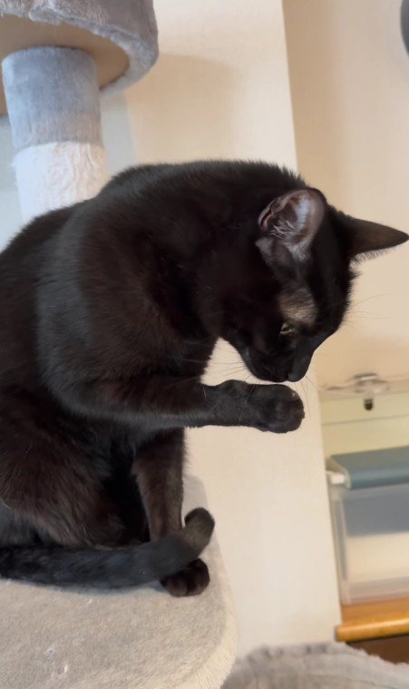 肉球をなめている黒猫