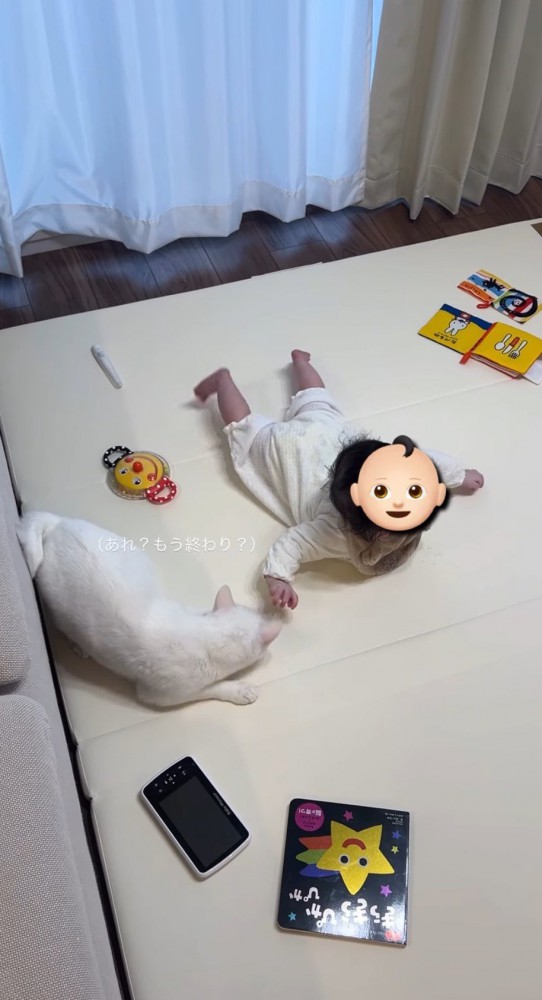 赤ちゃんを見つめる猫