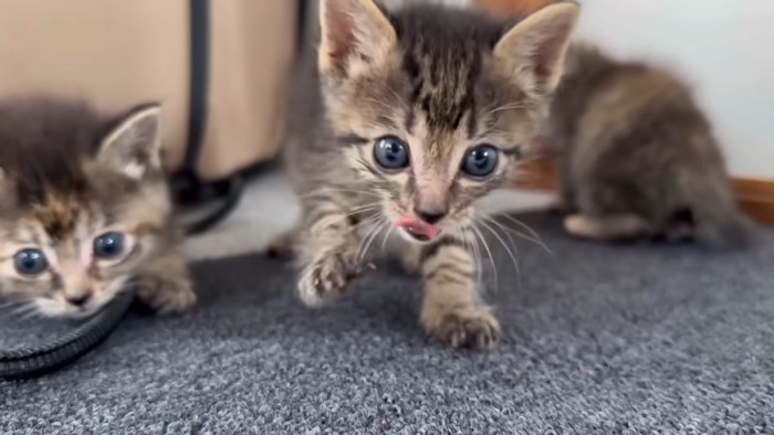 よちよち歩きの子猫たち