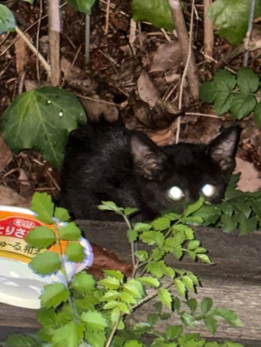 隠れている子猫