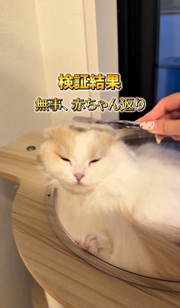 歯ブラシで頭を撫でられて目を細める猫