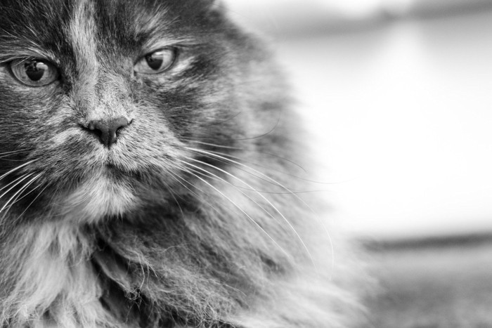 モノクロの猫のポートレート写真