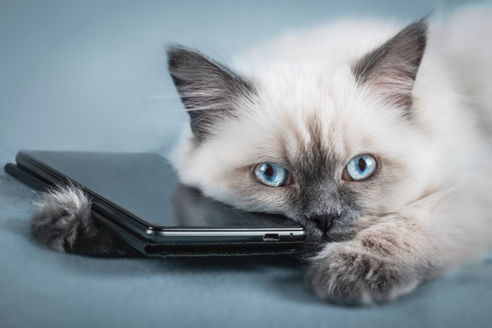 スマートフォンに寄り添う猫