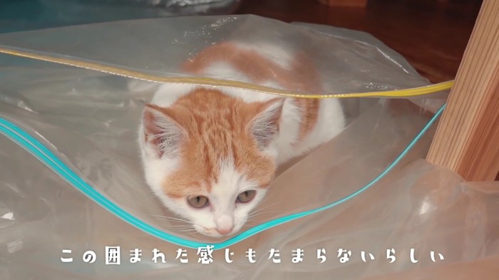 袋から顔出す子猫