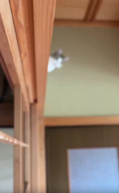 障子に突っ込んだ猫