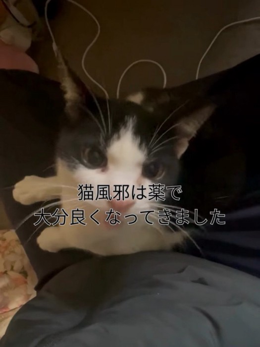 見上げて鳴く猫