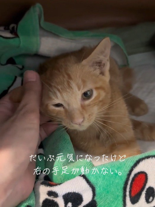 横になる子猫