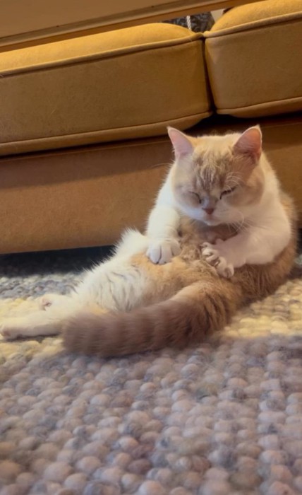 自分の体を揉む猫