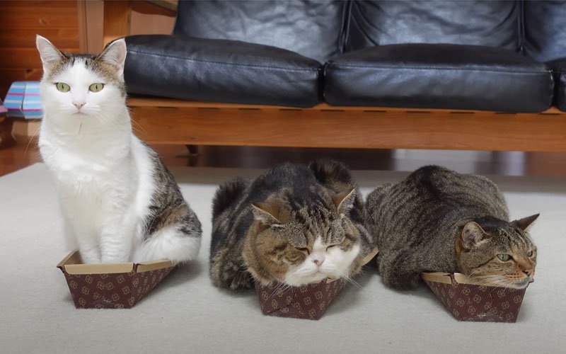 3匹並んでケーキ型に入る猫たち