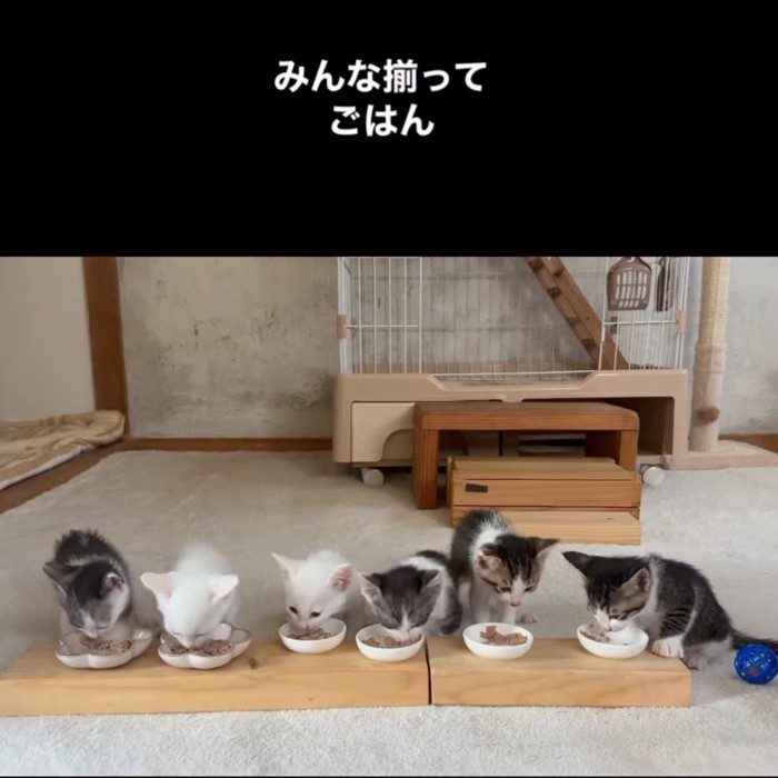 並んでごはんを食べる子猫たち