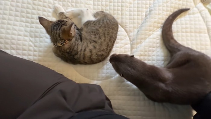 近づくさくらちゃん