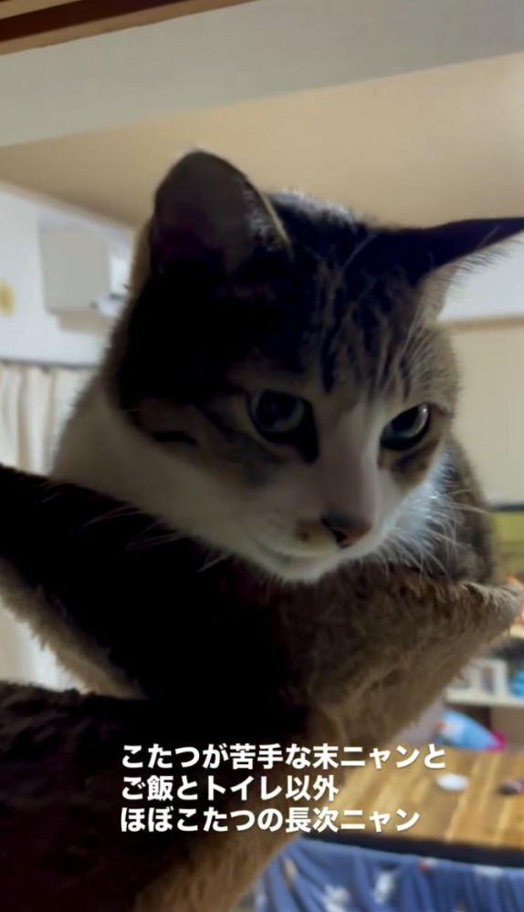 ハンモックにいる猫