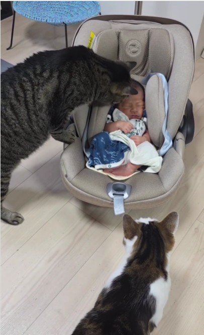 赤ちゃんと2匹の猫
