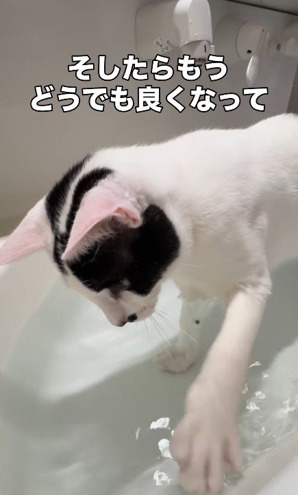 シンクで水遊びをする猫