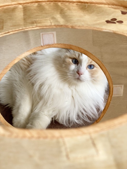 トンネルから覗く猫