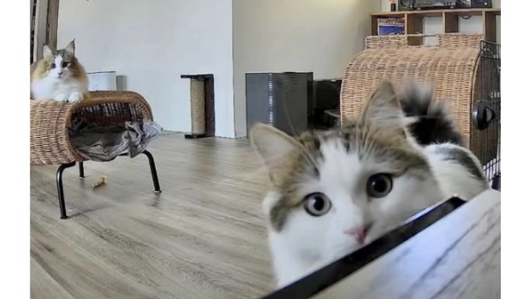 室内にいる猫たち