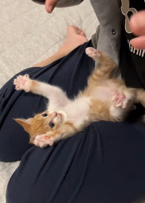 バンザイ猫