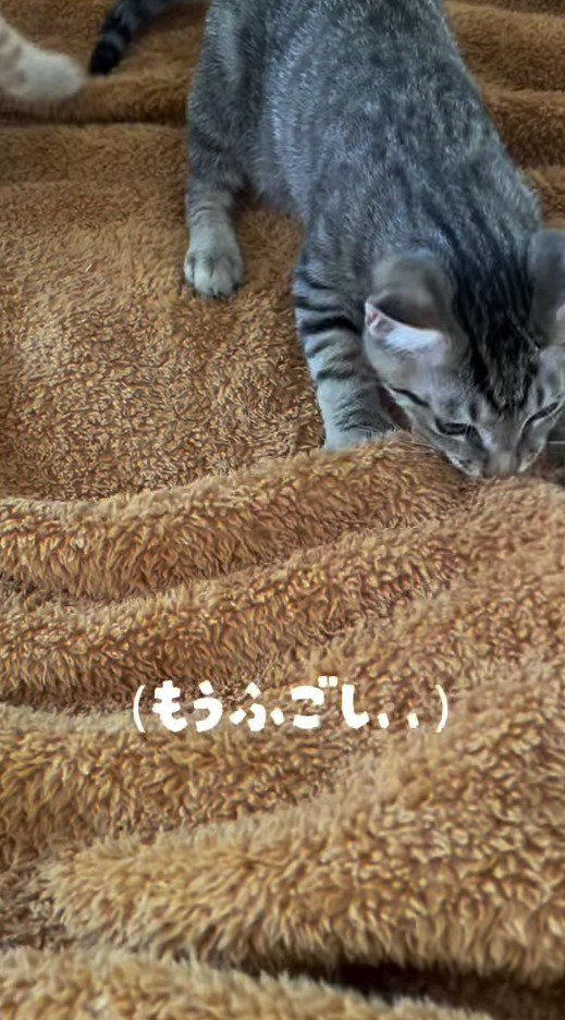 毛布に噛みつくキジトラ柄の子猫