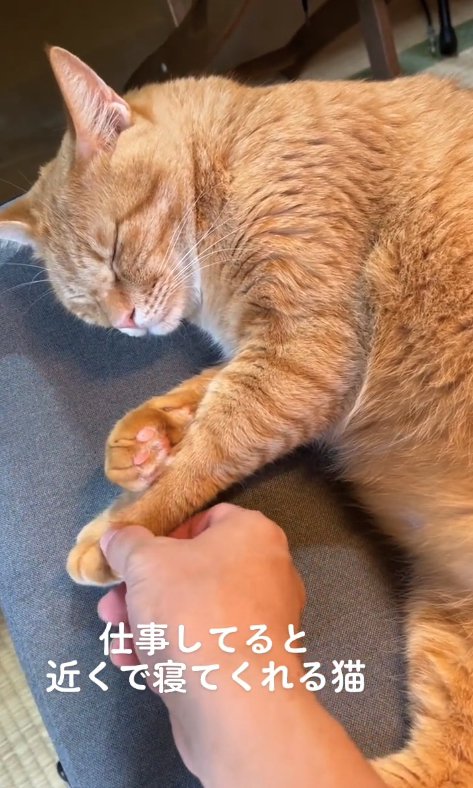 椅子の上で寝ている猫