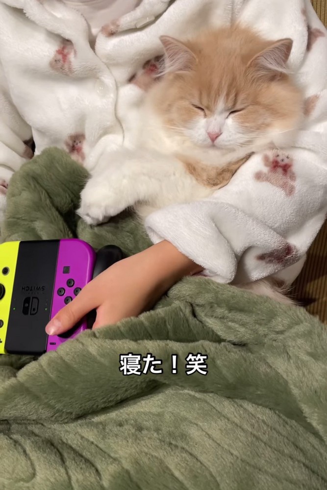 寝ている猫