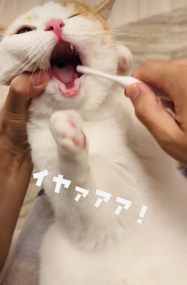 パパの歯磨きを嫌がるマンチカン