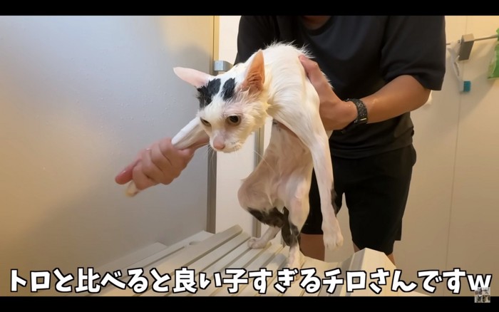 抱っこされる猫