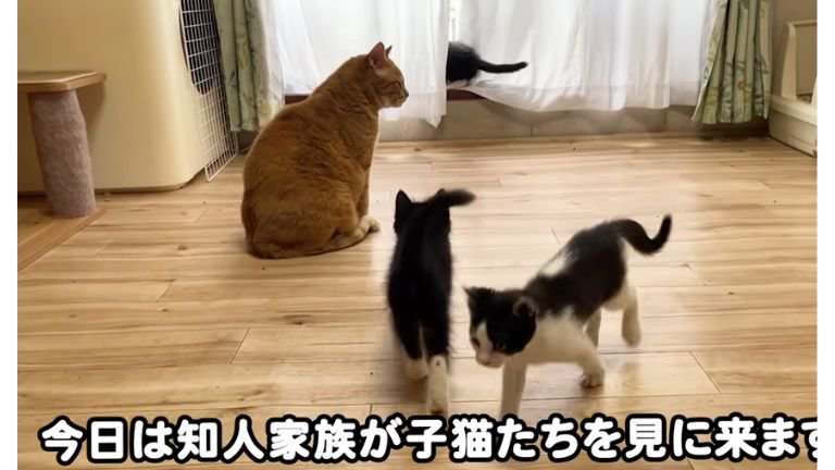 室内にいる猫