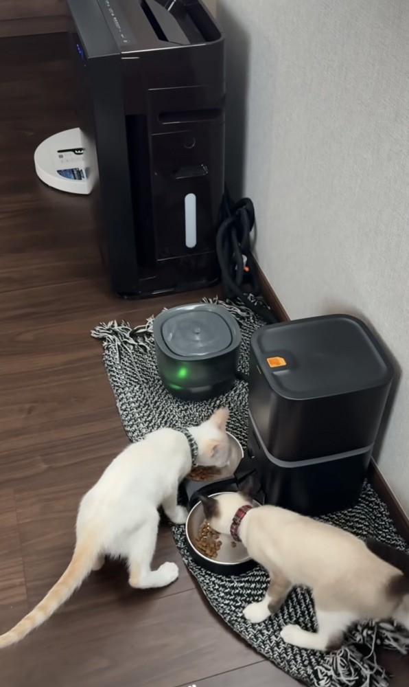 ご飯を食べる猫の写真1