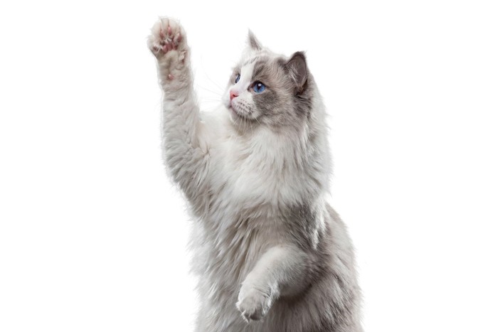立ち上がって前足を上げる猫