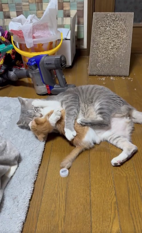 子猫に顔を押さえられているサバトラ
