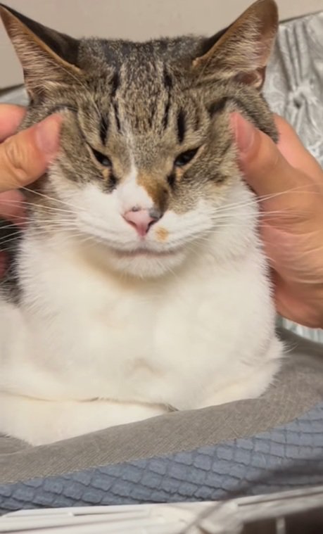 顔を揉まれるメルくん