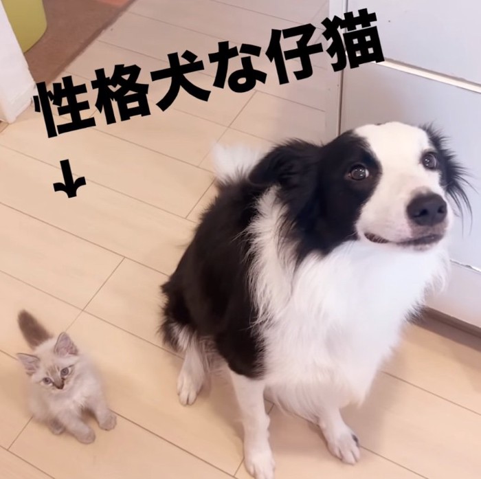 お座りする犬と子猫