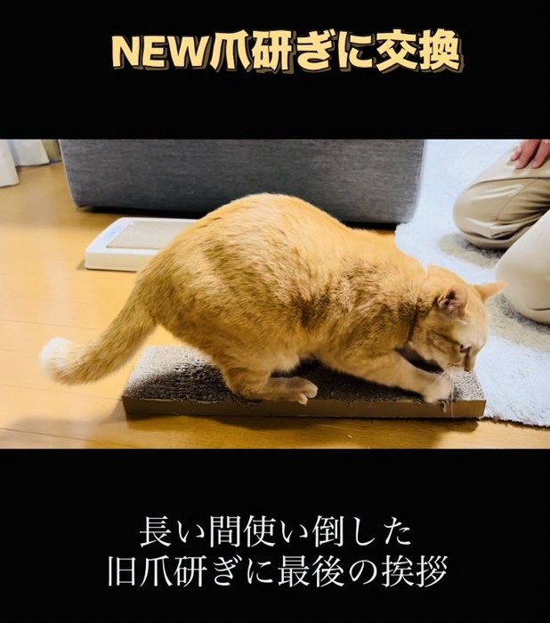 古い爪研ぎで爪を研ぐ茶トラ猫