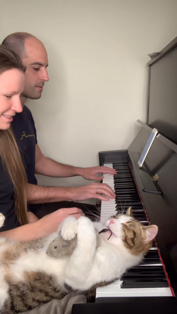 ピアノを枕にする猫