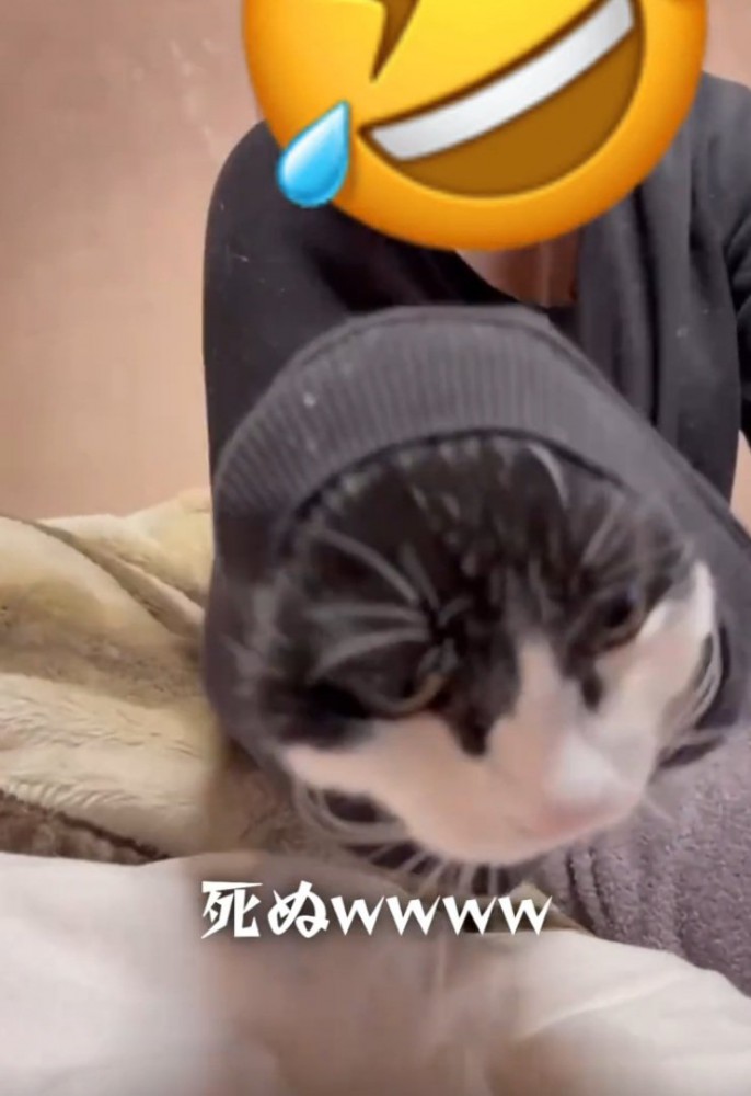 袖の中でジッとする猫