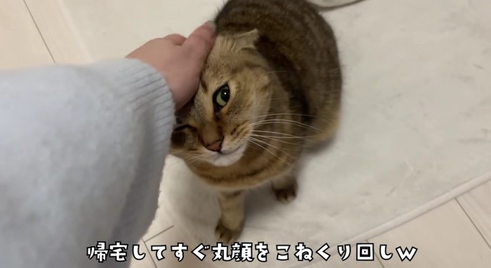 飼い主さんにさっそく撫でられるみにらくん