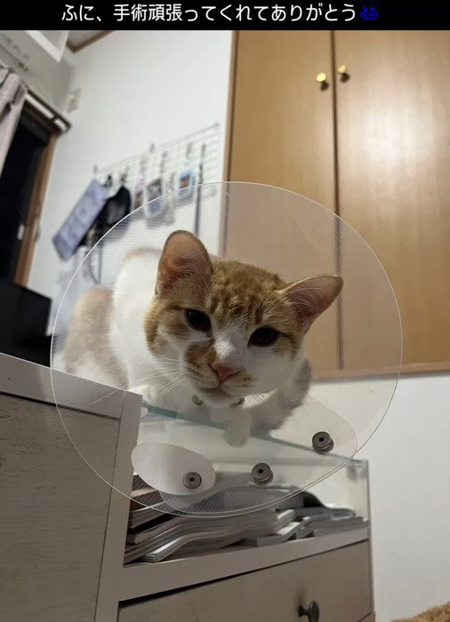 カラーをつけた猫