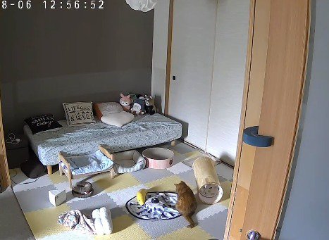 電池が切れたおもちゃを見つめる猫
