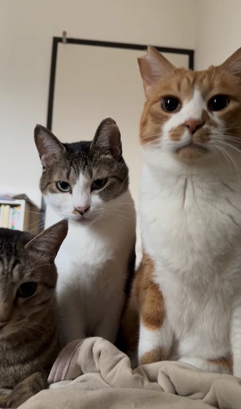 布団の上にいる3匹の猫（キジトラ見切れ）