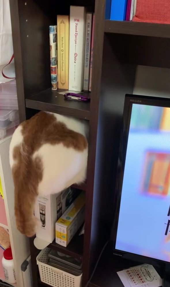 棚に入ろうとしている猫