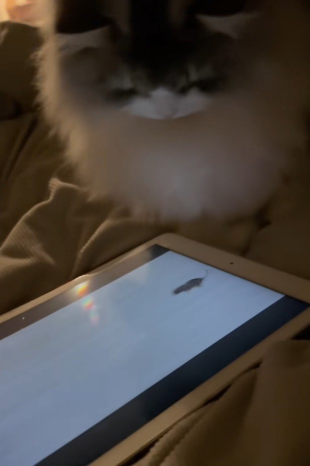 タブレット画面を見つめる猫