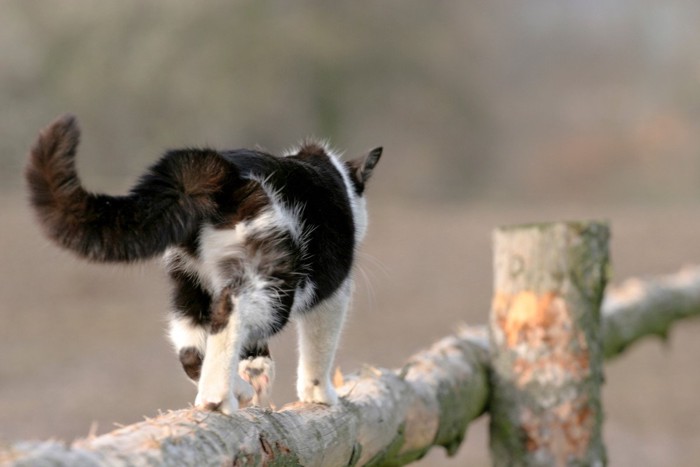 細い手すりの上を歩く猫