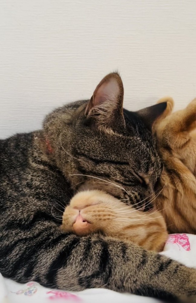 茶トラ猫の首を甘噛みするキジトラ猫