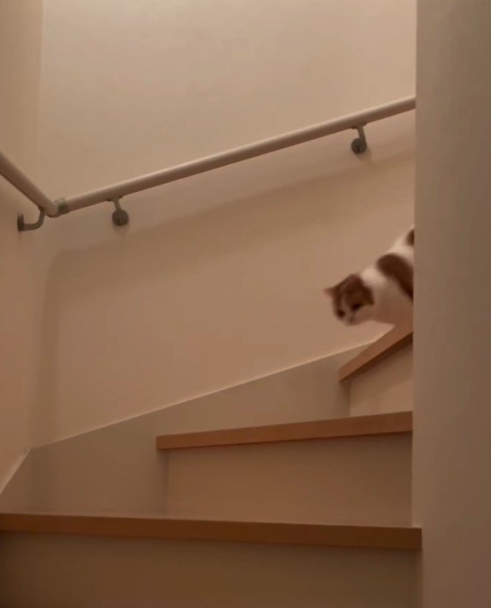 階段をおりる茶白猫