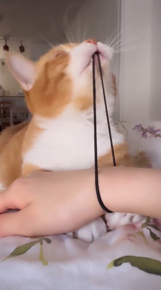 飼い主の腕に付いた髪ゴムを限界まで伸ばした猫