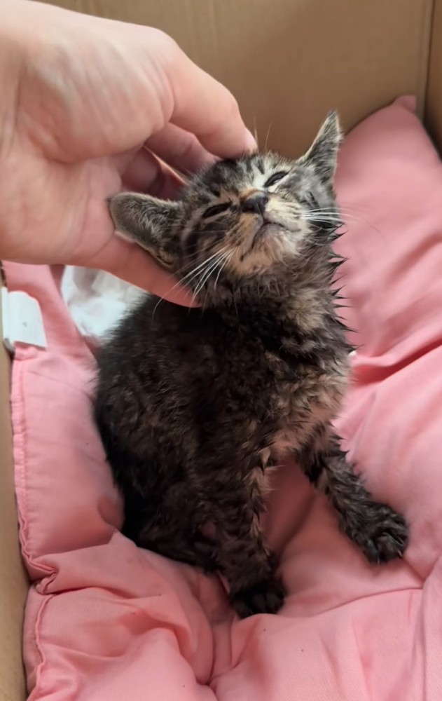 安心した様子の子猫